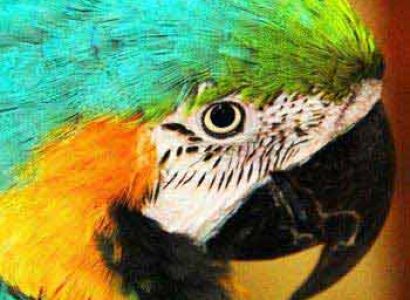 Birds of Persia Tour