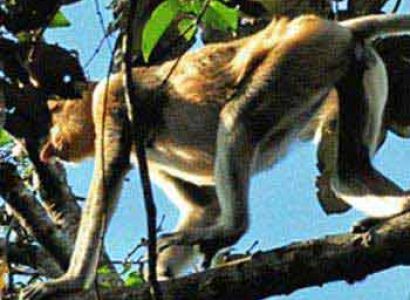 Kawa Kawa River Cruise Deluxe Package