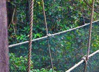 Kinabalu Park and Hot Spring Day Trip Package