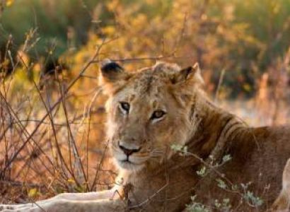 Imbali Safari Lodge Kruger Tour