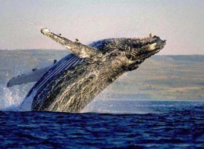 Garden Route Self Drive Tour