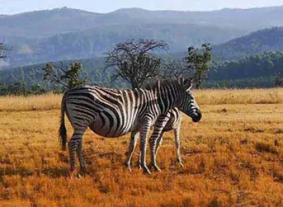 Kruger Park - Swaziland - Zululand - Durban Tour