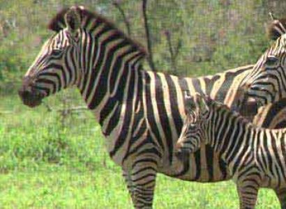 Kruger Walking Safari - Cape Town Tour