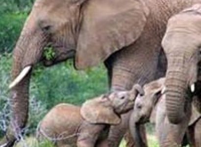 Privately Guided: Zululand Safari - St Lucia - Durban Tour