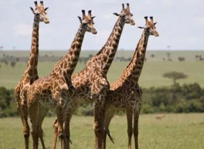 Privately Guided Tour Of Zulu & Boer Battlefields Tour