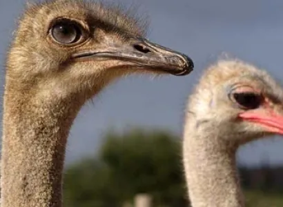 Cape Town - Garden Route - Safari Tour Circular Tour