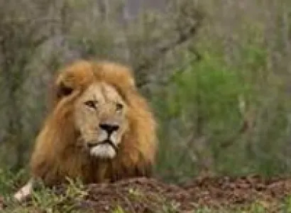 Shongololo Golf Train: Good Hope Pretoria To Cape Tour