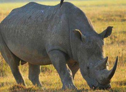 East Africa: Masai Mara - Gorillas - Accommodated Tour