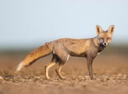 India Birding Safari: Gujarat Tour