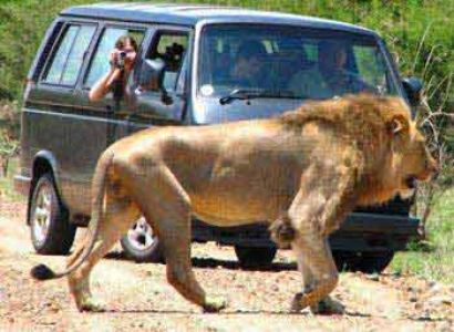 Kruger National Park In Depth - Privately Guided Tour