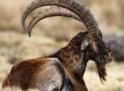 Flora & Fauna Of Ethiopia, Including Lalibela Tour