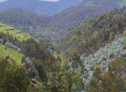 Beautiful Rwanda: Nyungwe - Lake Kivu  Gorillas Tour