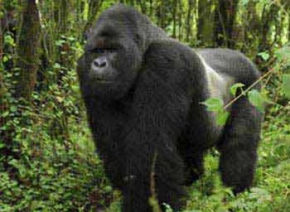 Queen Elizabeth Park, Chimps & Gorillas Tour
