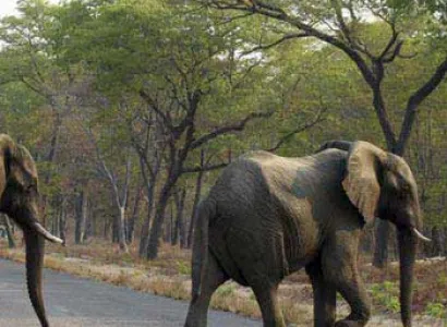 Luxury Safari Botswana - Desert And Delta Lodges Tour