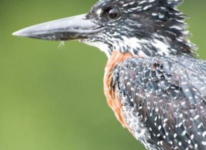 Botswana Birding Safari Tour