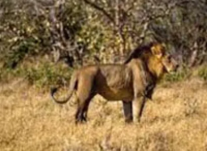 4 Countries: Kenya - Vic Falls - Botswana - Zanzibar Tour