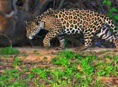 Iguassu Pantanal Wetlands - Rio De Janeiro Tour