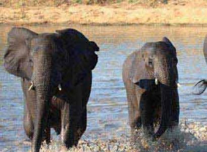 Kruger National Park In Depth - Privately Guided Tour