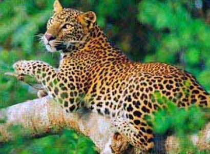 Sri Lanka Wildlife & Culture - Pasikuda Beach Tour