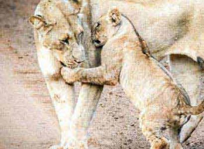 Privately Guided: Zululand Safari - St Lucia - Durban Tour