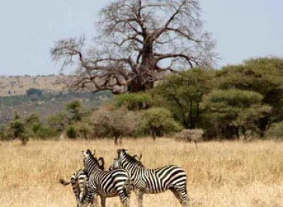 Tarangire - Ngorongoro - Serengeti Safari Tour