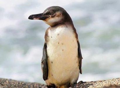 Peru & Galapagos Cruise Tour