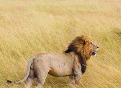 4 Countries: Kenya - Vic Falls - Botswana - Zanzibar Tour