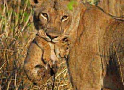 Point-To-Point Mobile Walking Safari - Robin Pope Tour