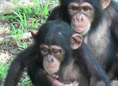Queen Elizabeth Park - Chimps & Gorillas Tour