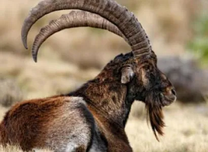 Flora & Fauna Of Ethiopia Including Lalibela Tour