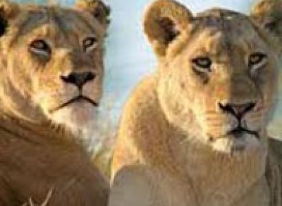 Kruger National Park - Cape Town - Winelands Tour