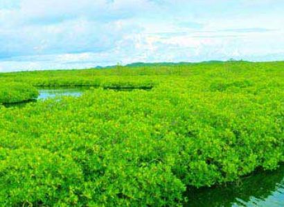 Mangrove Tunnel Tour