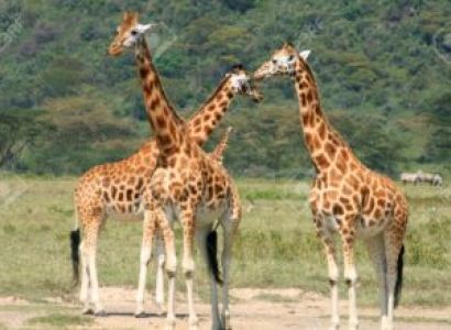 6Night 7 Days The Best of Africas Big Five Safari