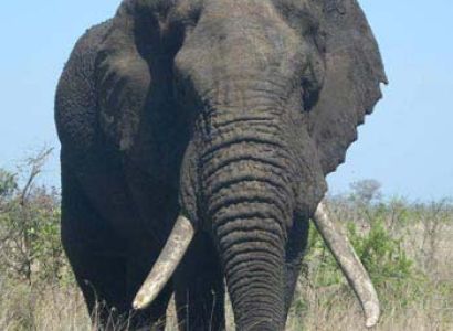 Big 5 Kruger Park Safari & Panoramic Tour