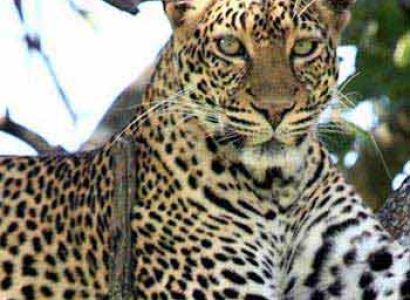 Big 5 Kruger Park Safari For 4 Days Tour