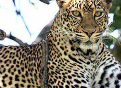 Kruger Park Safari Tour