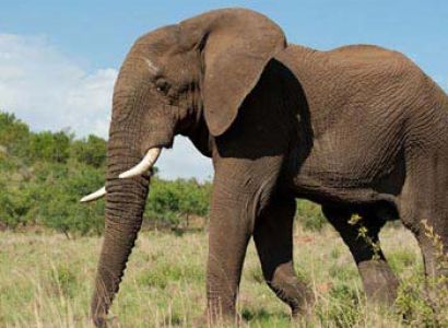 Pilanesberg Big 5 Safari Tour