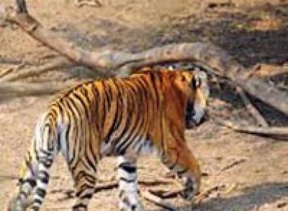 Short Escape to Sariska Tour