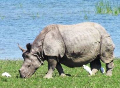 Shillong - Kaziranga- Guwahati Package