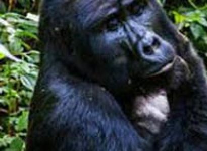 Uganda Wildlife Safari TourKampala