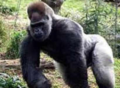 14 Day Gorillas And Wildlife Tour
