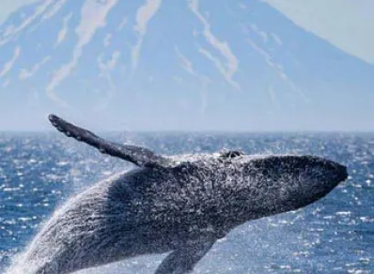 Cruise Kuril Islands & Kamchatka Package