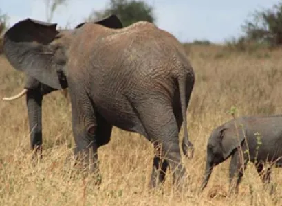 Days Wildlife Safari Tour Package