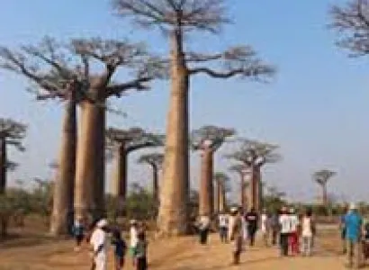 Baobabs And Tsingys Tour