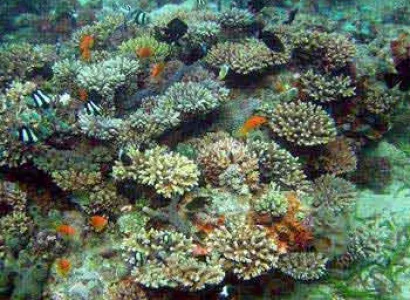 Mozambique Diving Package