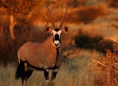 Luxury Cape Kruger & Kalahari Package