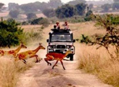 Breathtaking Gorilla & Chimp Trekking Safari Package