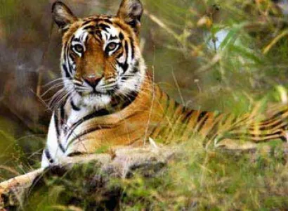 Central India Wilflide Package