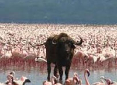 Massai Mara, Lake Nakuru Package