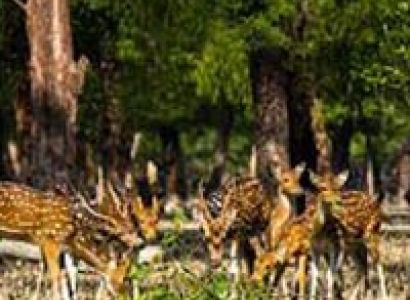Dhaka- Khulna-Sundarban-Khulna-Dhaka Package